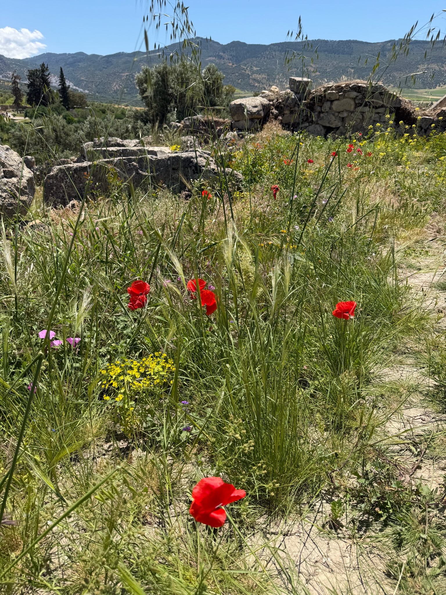 Poppies